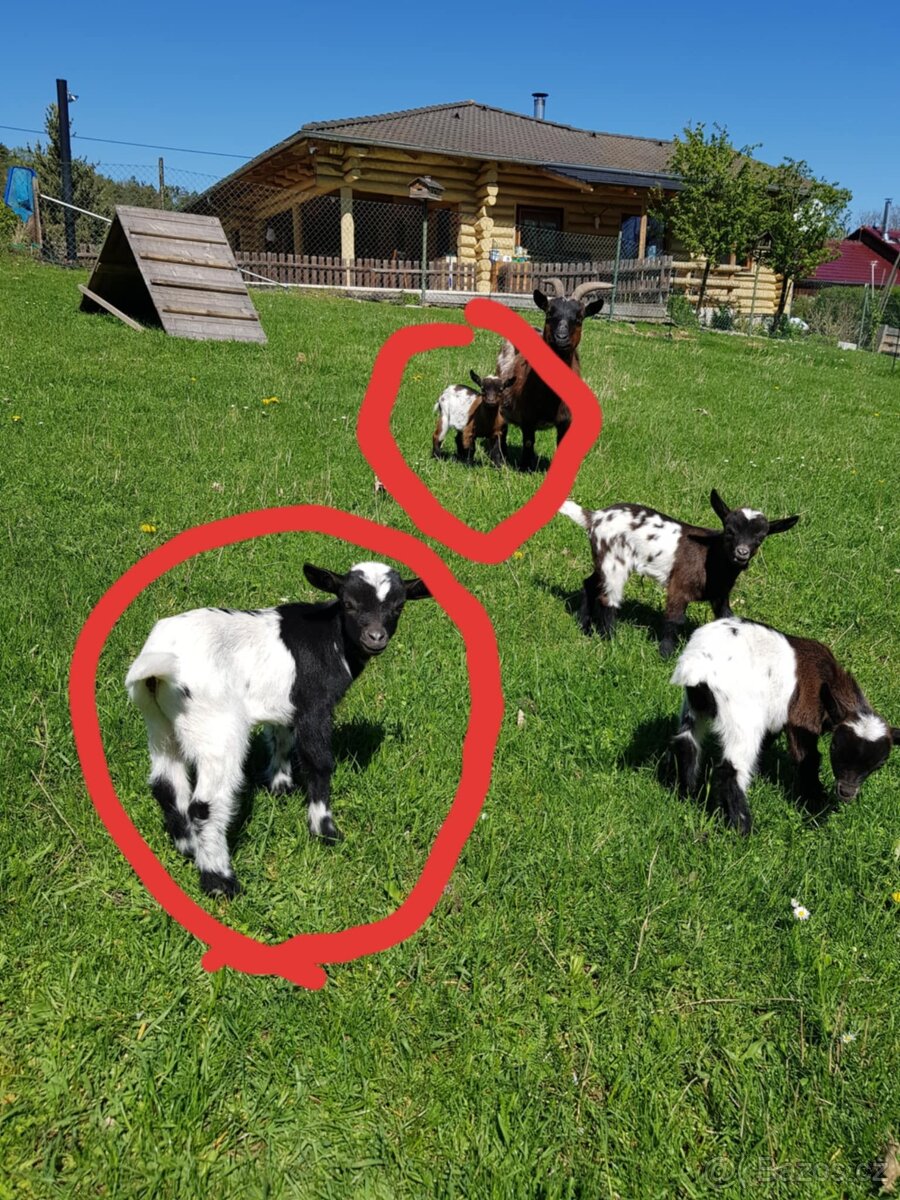 Holandská zakrslá koza