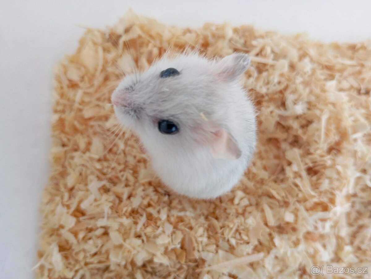 Džungarský křečík