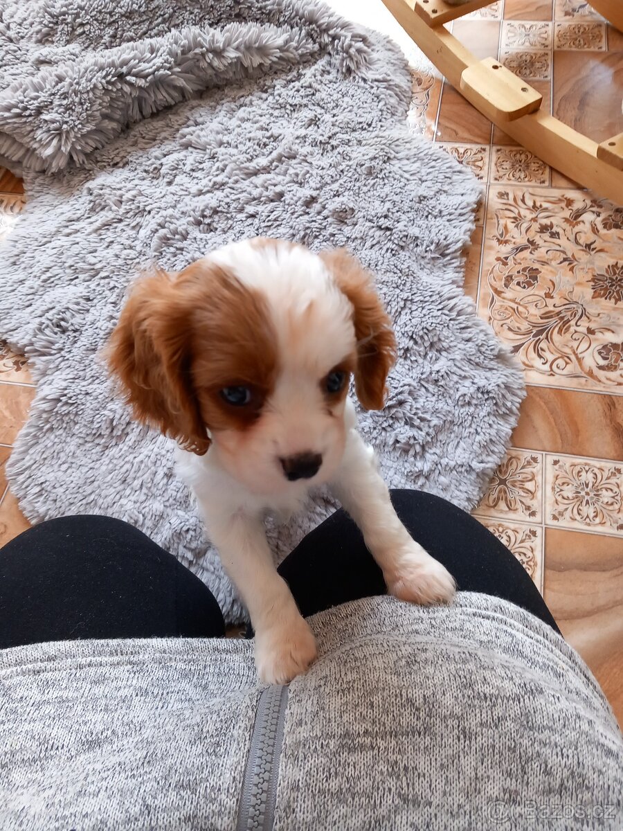 Kavalír king Charles Španěl, Cavalier
