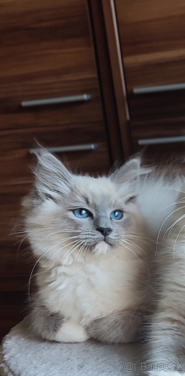 Ragdoll koťátka