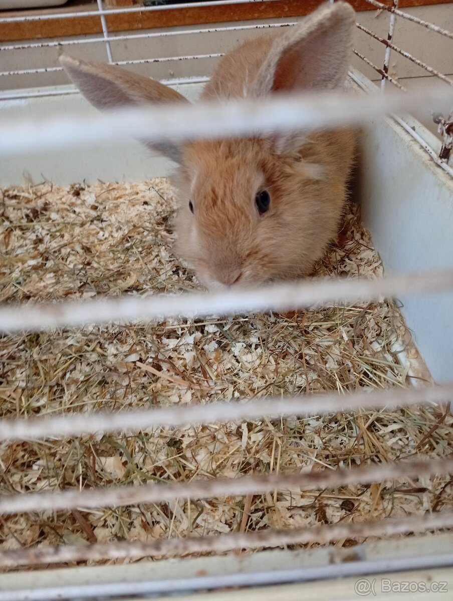 Zakslý králík