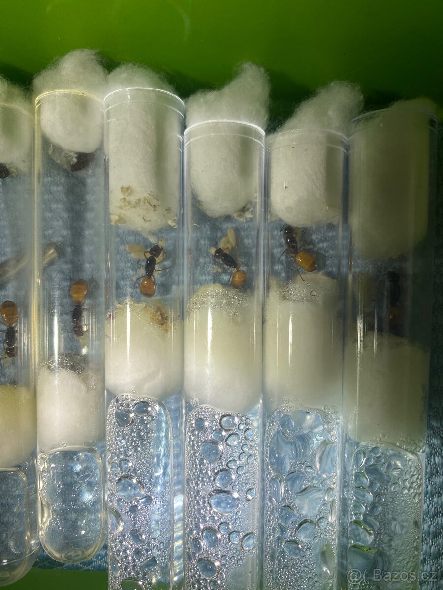 Camponotus fedtschenkoi