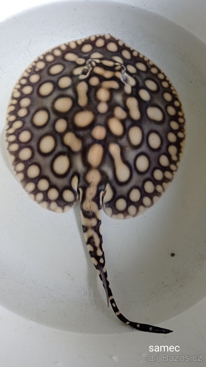 Potamotrygon BDx Albino