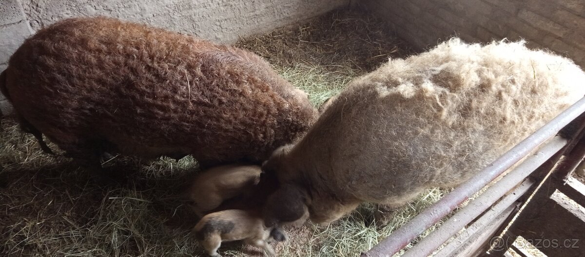 Mangalice čistokrevná selátka