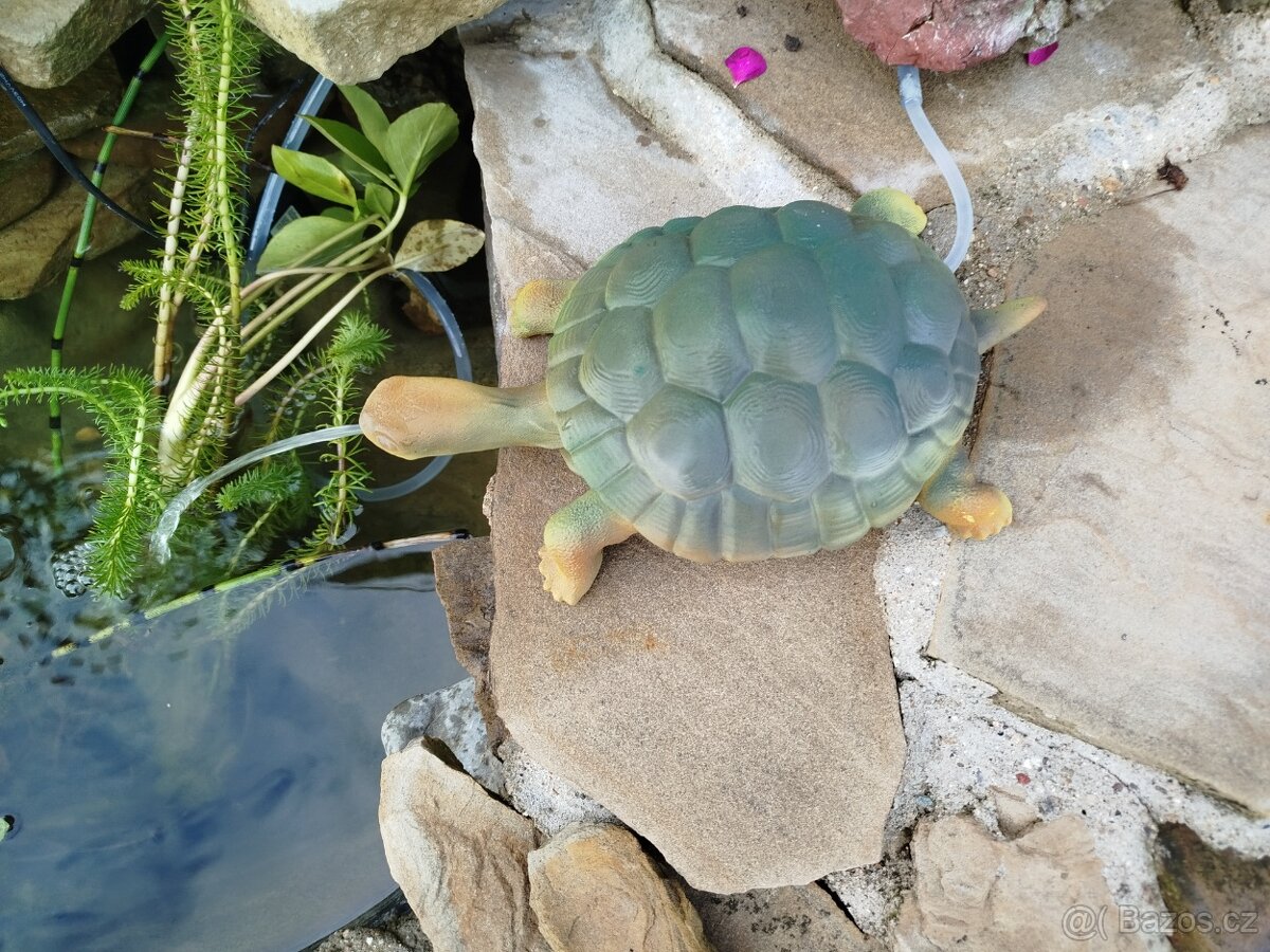 Okrasná želva