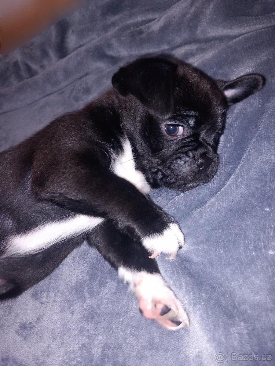 Štěňata Mops > s pinčem