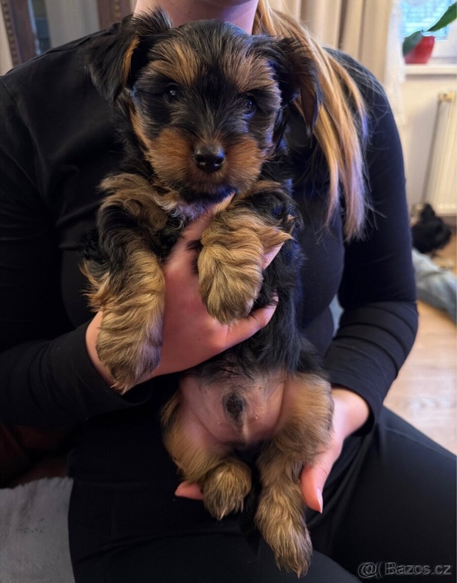 Prodám štěňátko – Jorkšír Biewer yorkshire terier