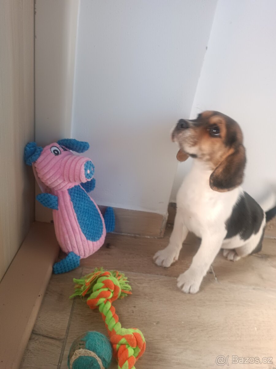 Bigl Beagle Bigel šteniatko