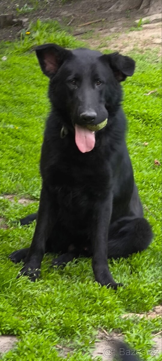 Daruji Německého ovčáka s PP