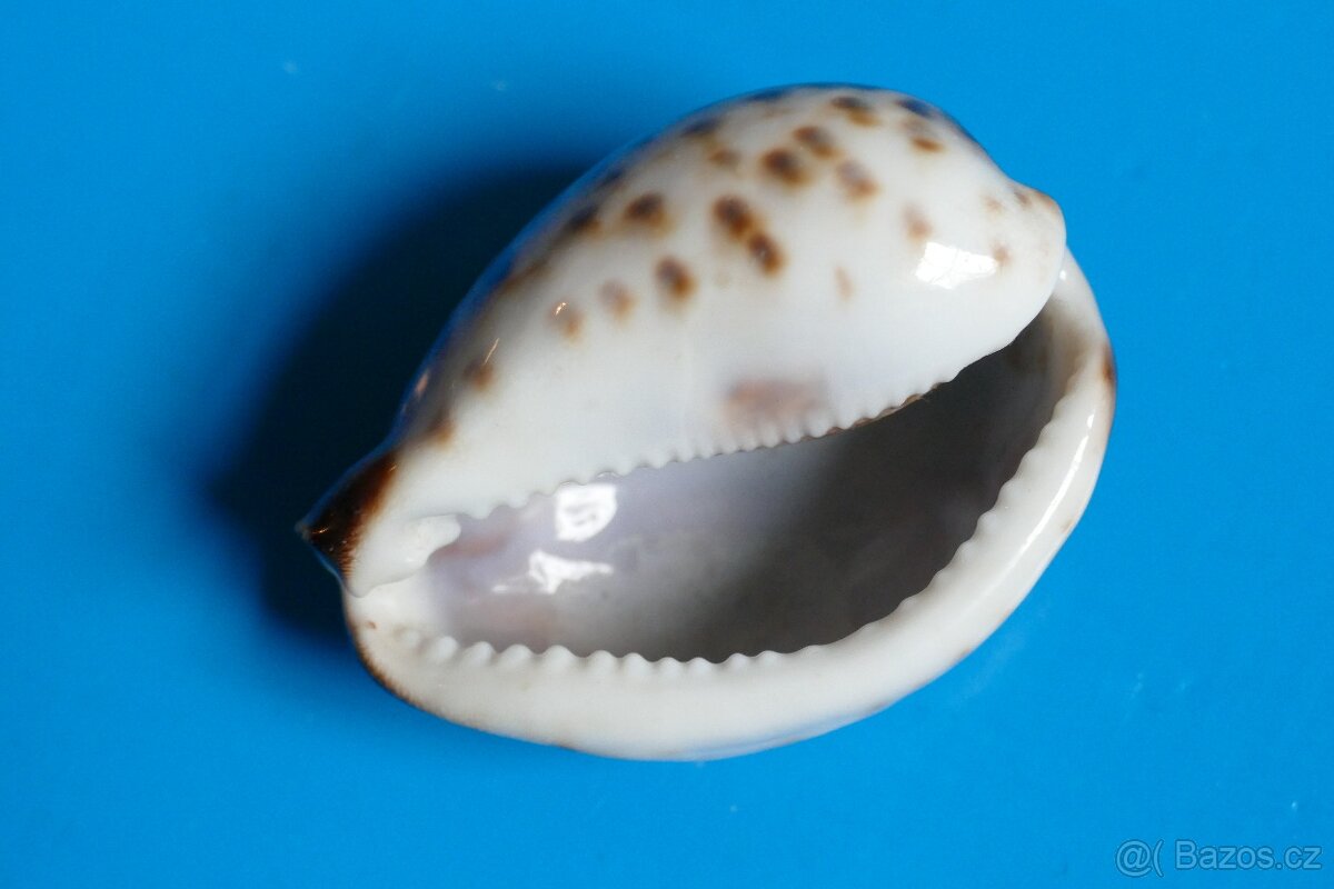 Cypraea tigris -freak