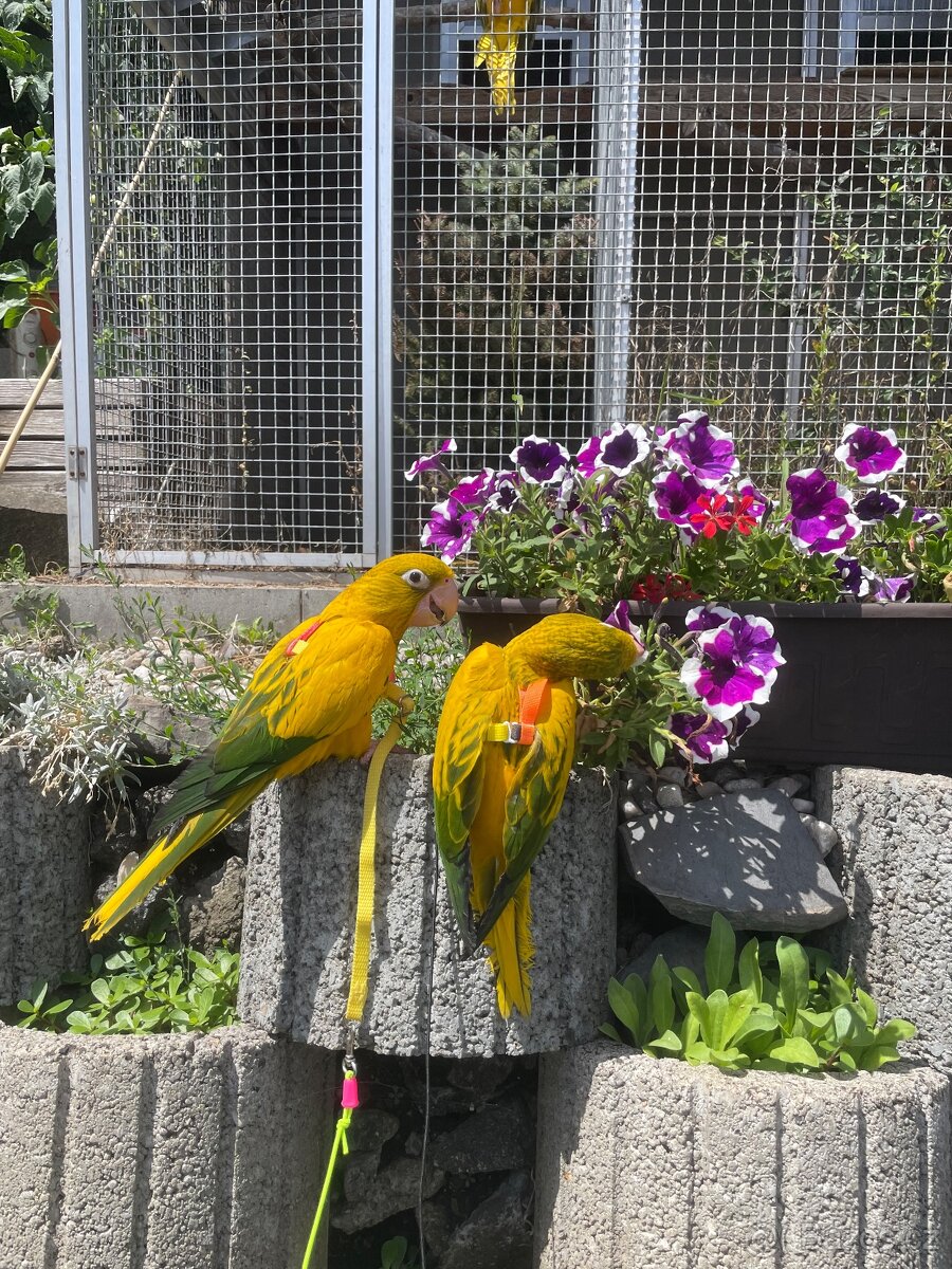 Guaroba Guarouba