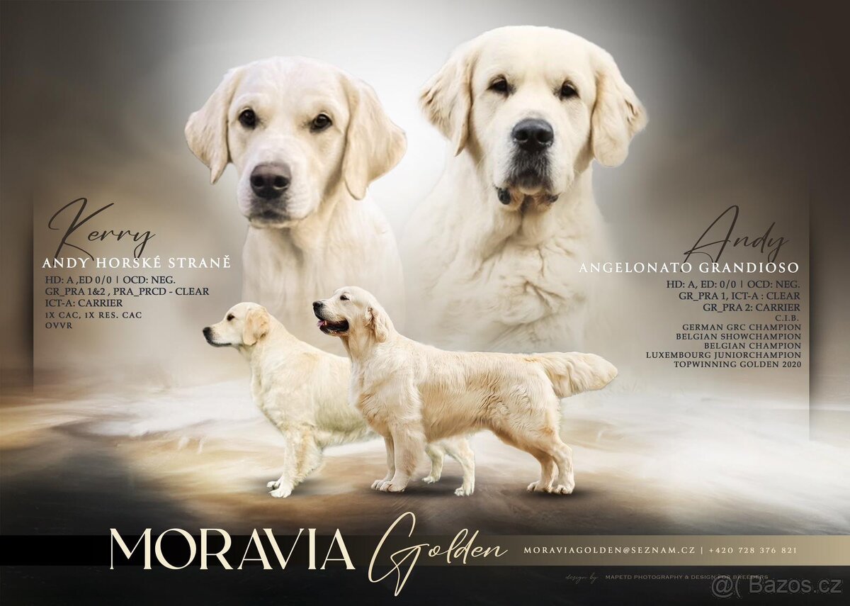 Golden retriever s PP – štěňata /zlatý retrívr/