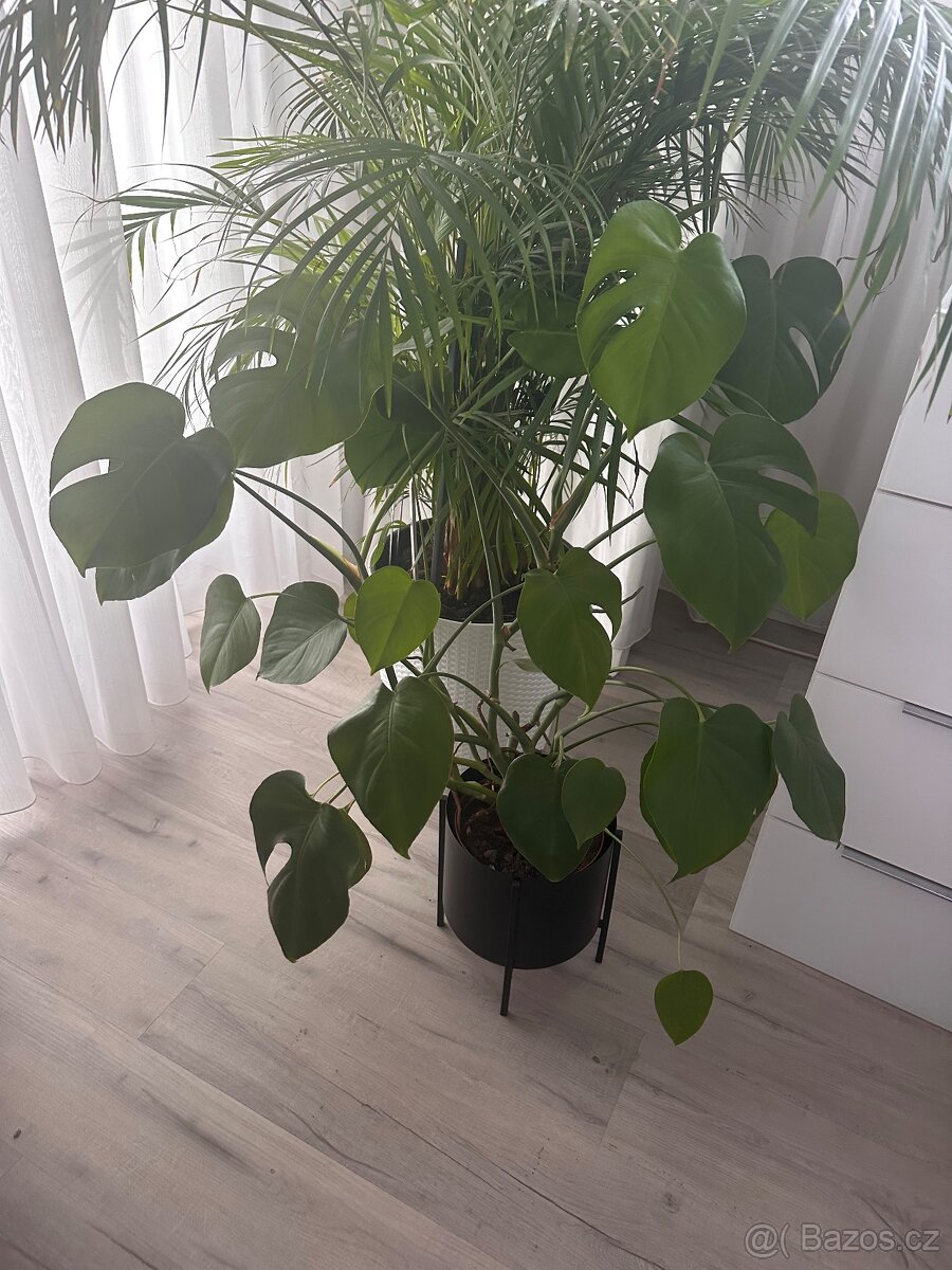 Monstera 1 m