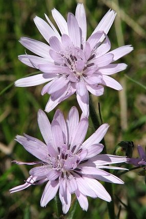 Hadí mord nachový-Scorzonera purpurea L. 1g 50Kč