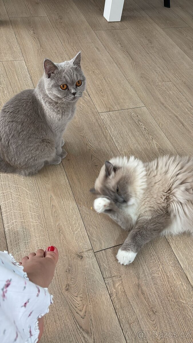 Ragdoll a britská