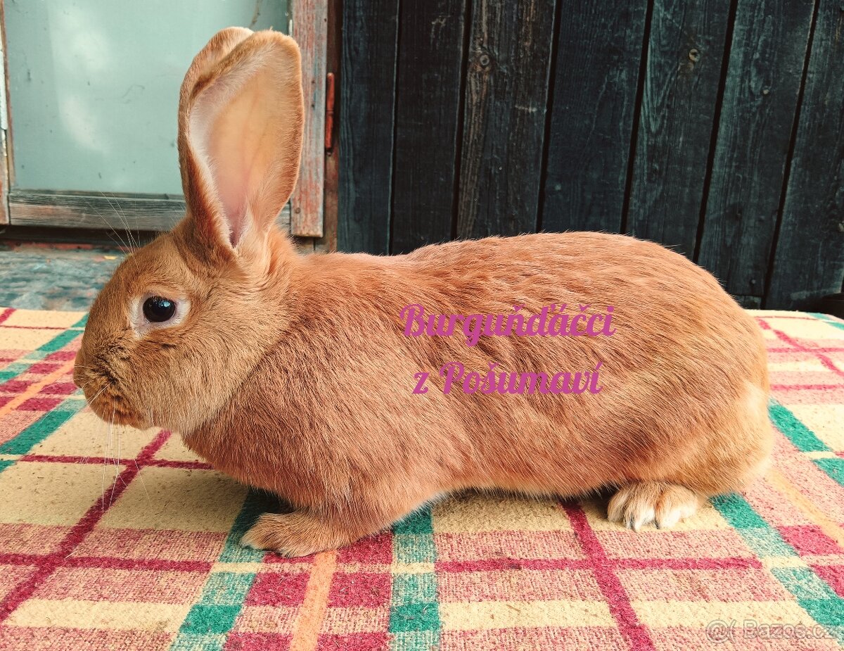 BURGUNDSKÝ králík - SAMIČKA ⭐️⭐️⭐️
