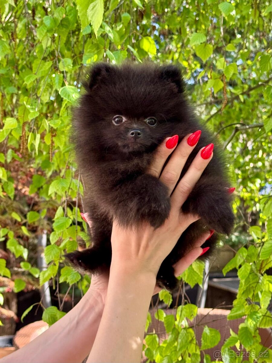 Pomeranian s PP