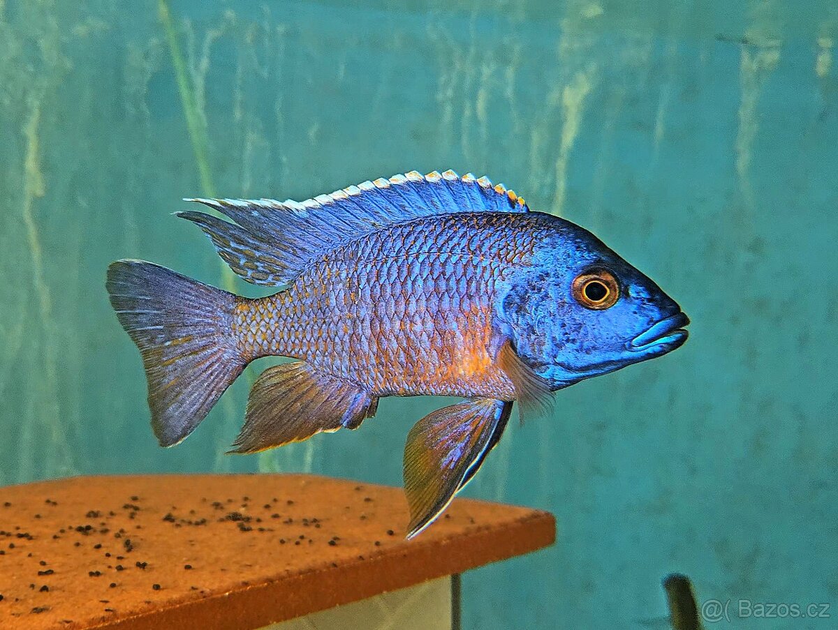 Cichlidy Malawi