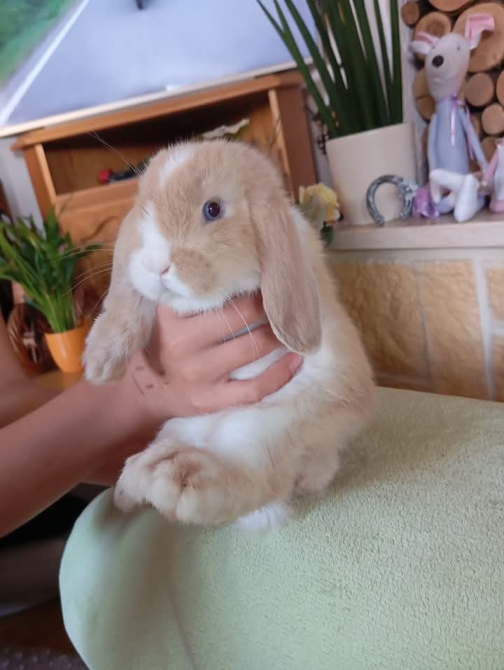 Zakrslý králík