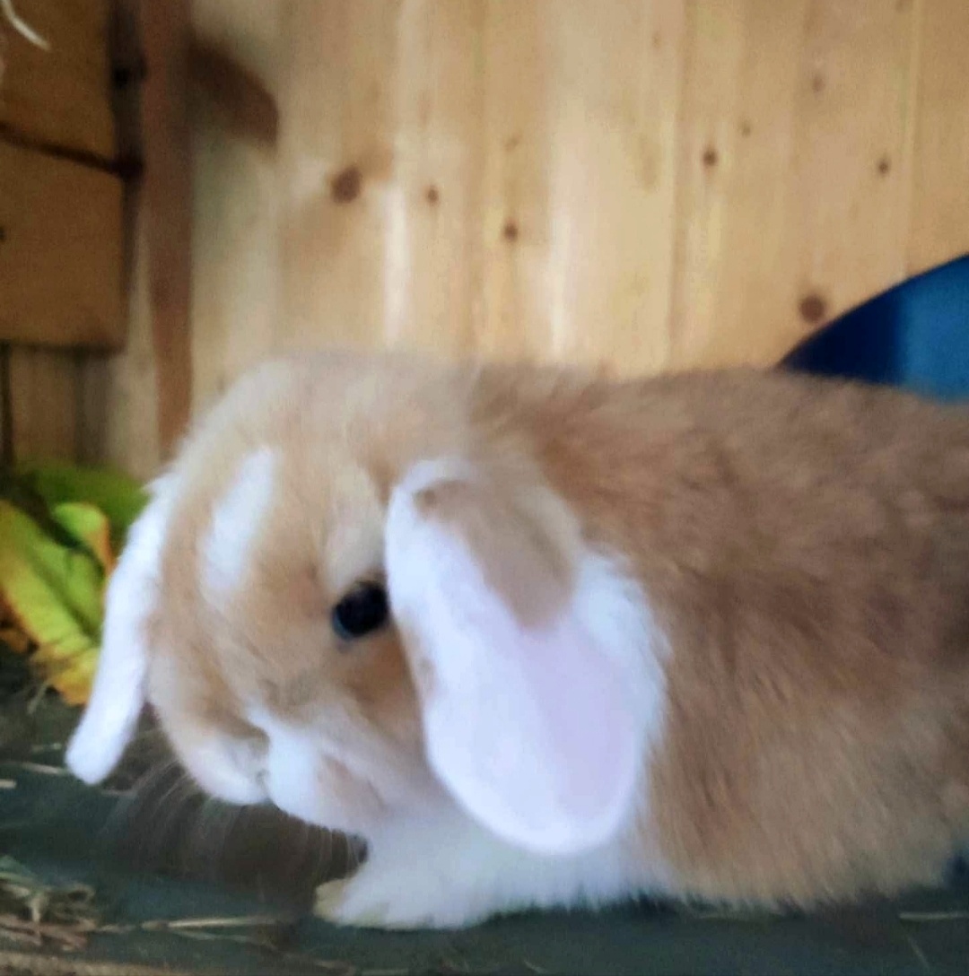 Zakrslý beránek minilop