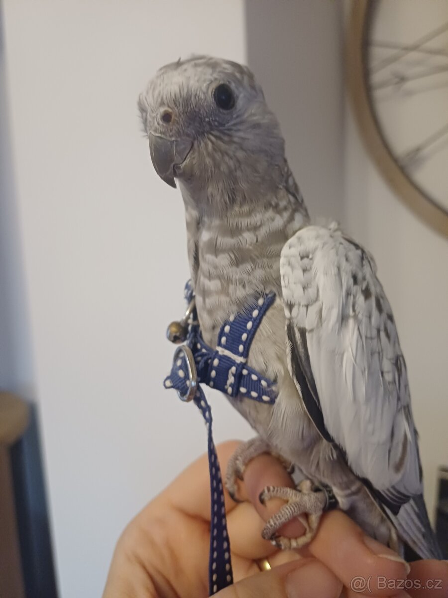 Korela bělohlavá perlová šedá