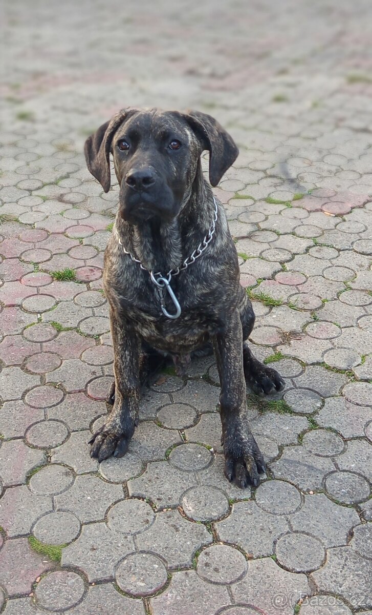 NĚMECKA DOGA X CANE CORSO