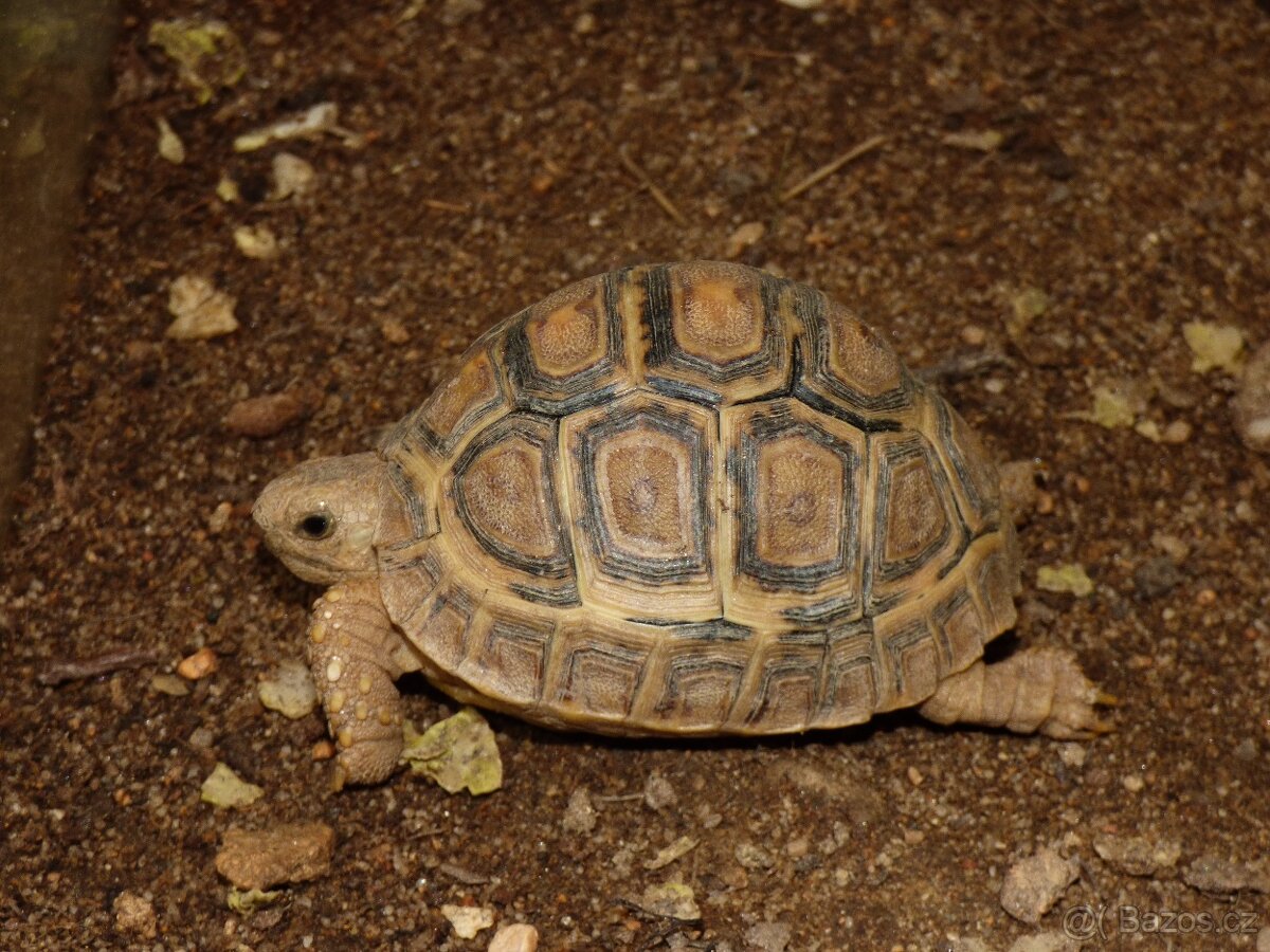 Želva pardálí (Stigmochelys pardalis)