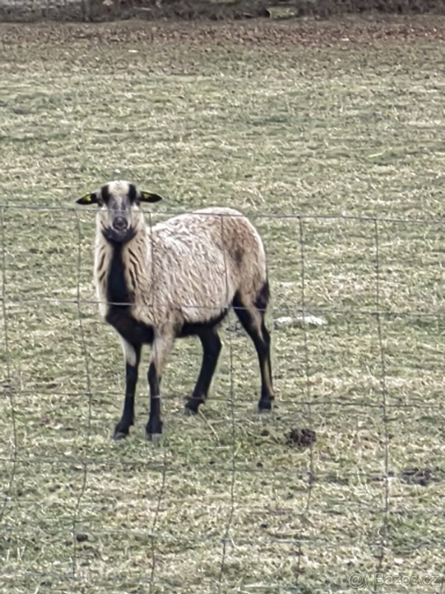 Prodám ovce kamerunské