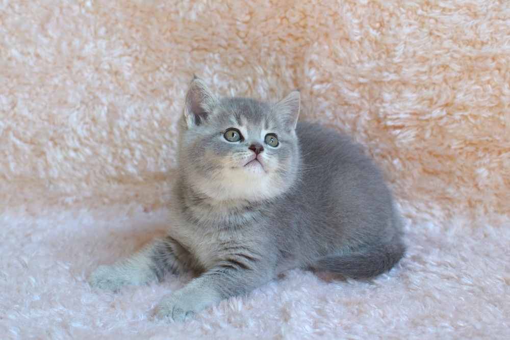 Kocourek Velvet Princ s PP