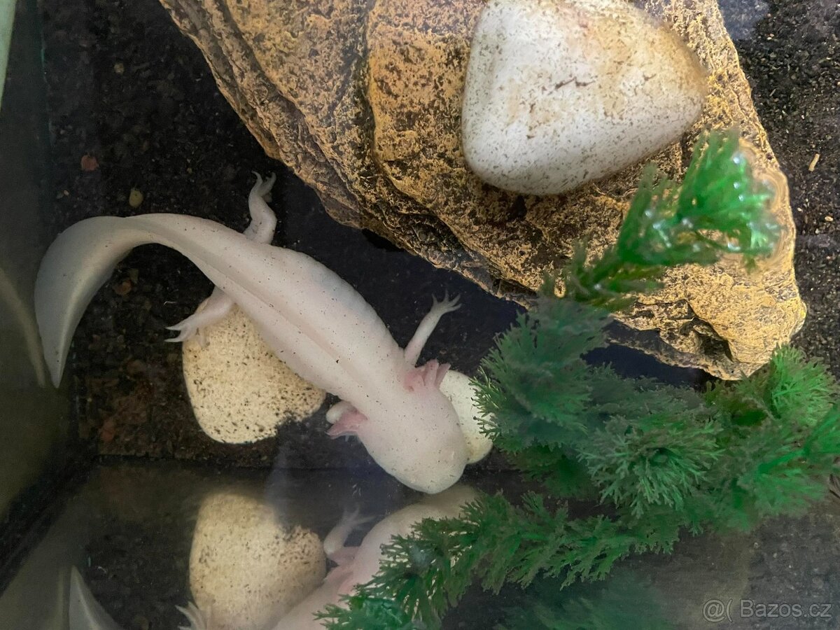 Axolotl