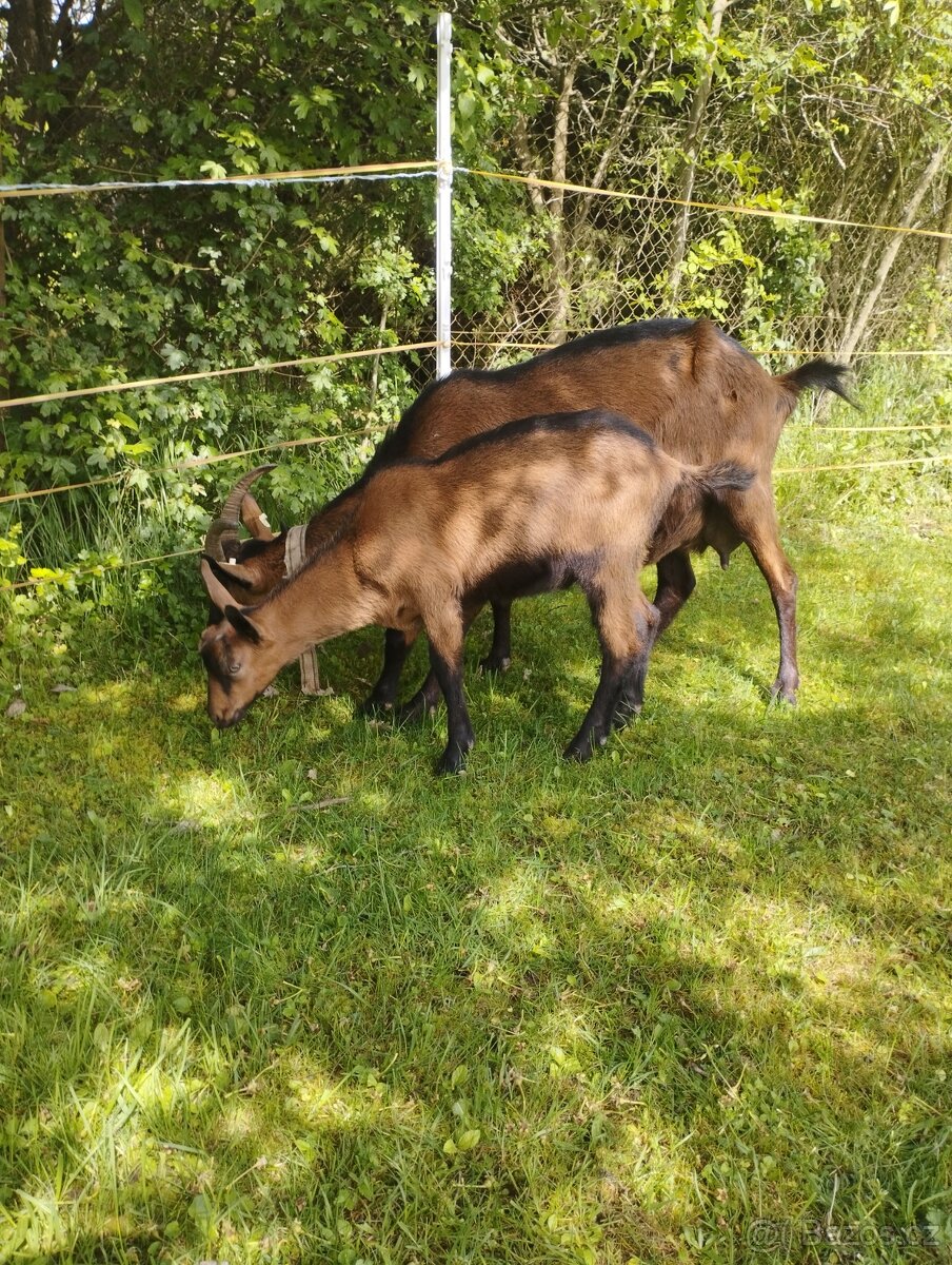 Kozlíci na chov