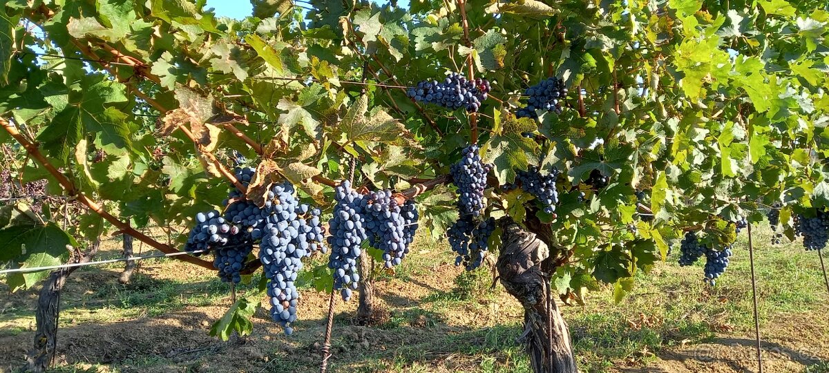 Vinici 2,6h. ( bio produkce)