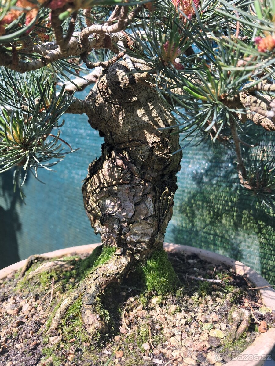 Bonsai,bonsaj Borovice Drobnokvètá