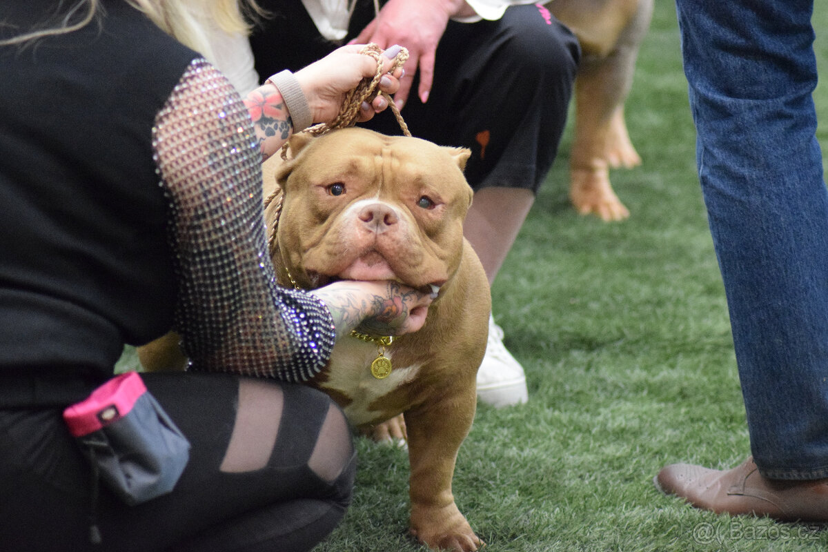 Krytí – American Bully Pocket – Grandšampion (jediný v ČR,S)