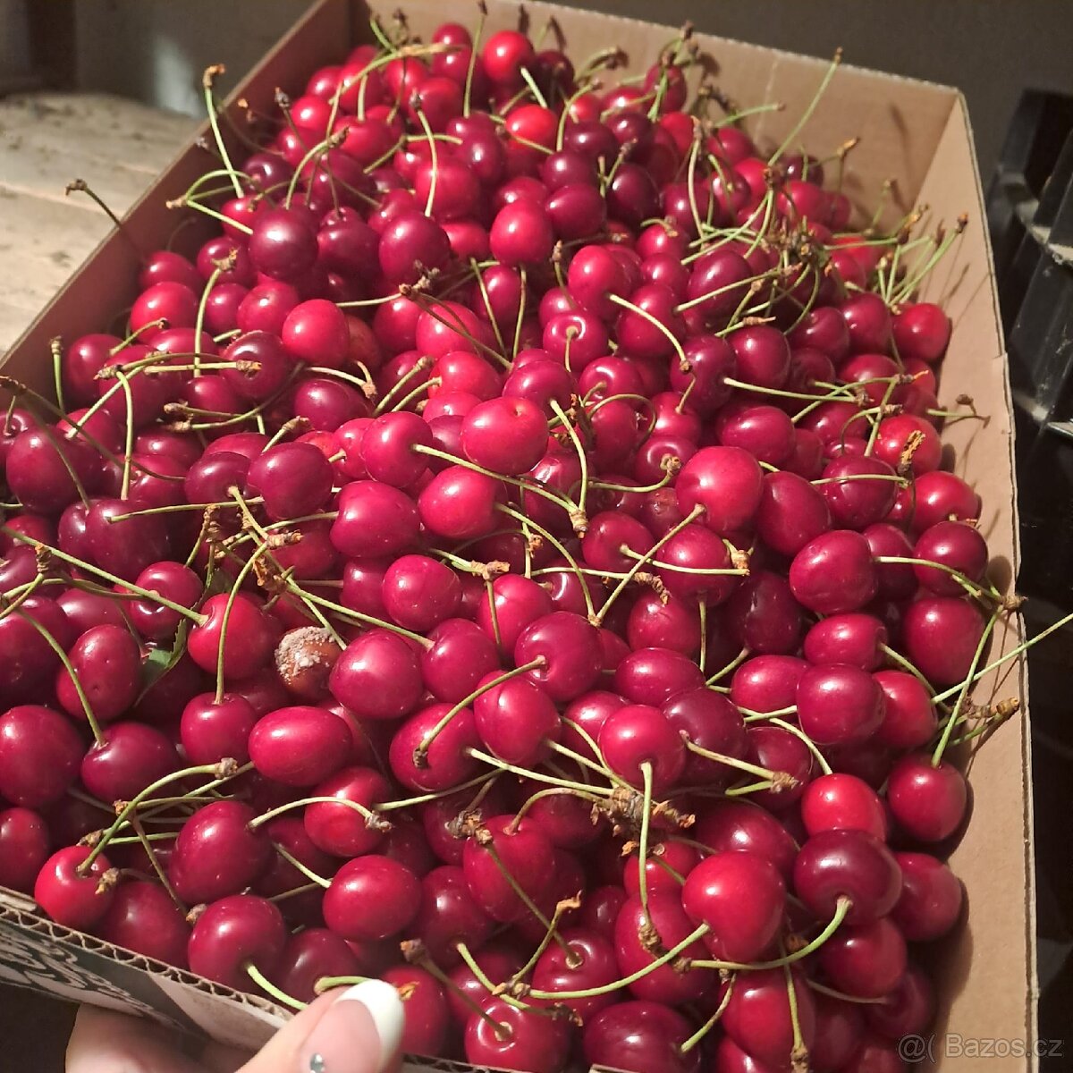 Třešně že zahrádky 80 Kč/kg