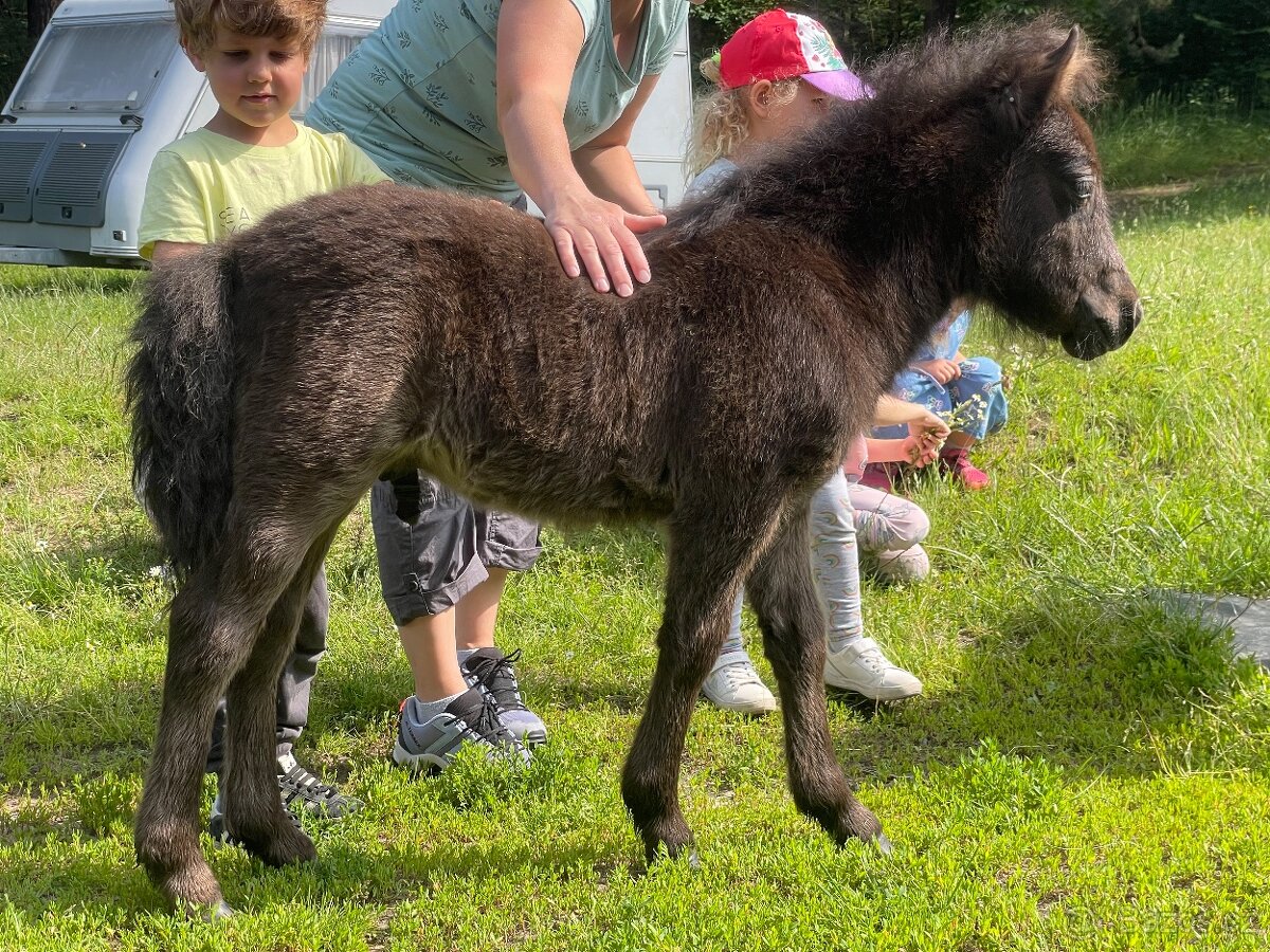 Shetland pony s PP hřebeček