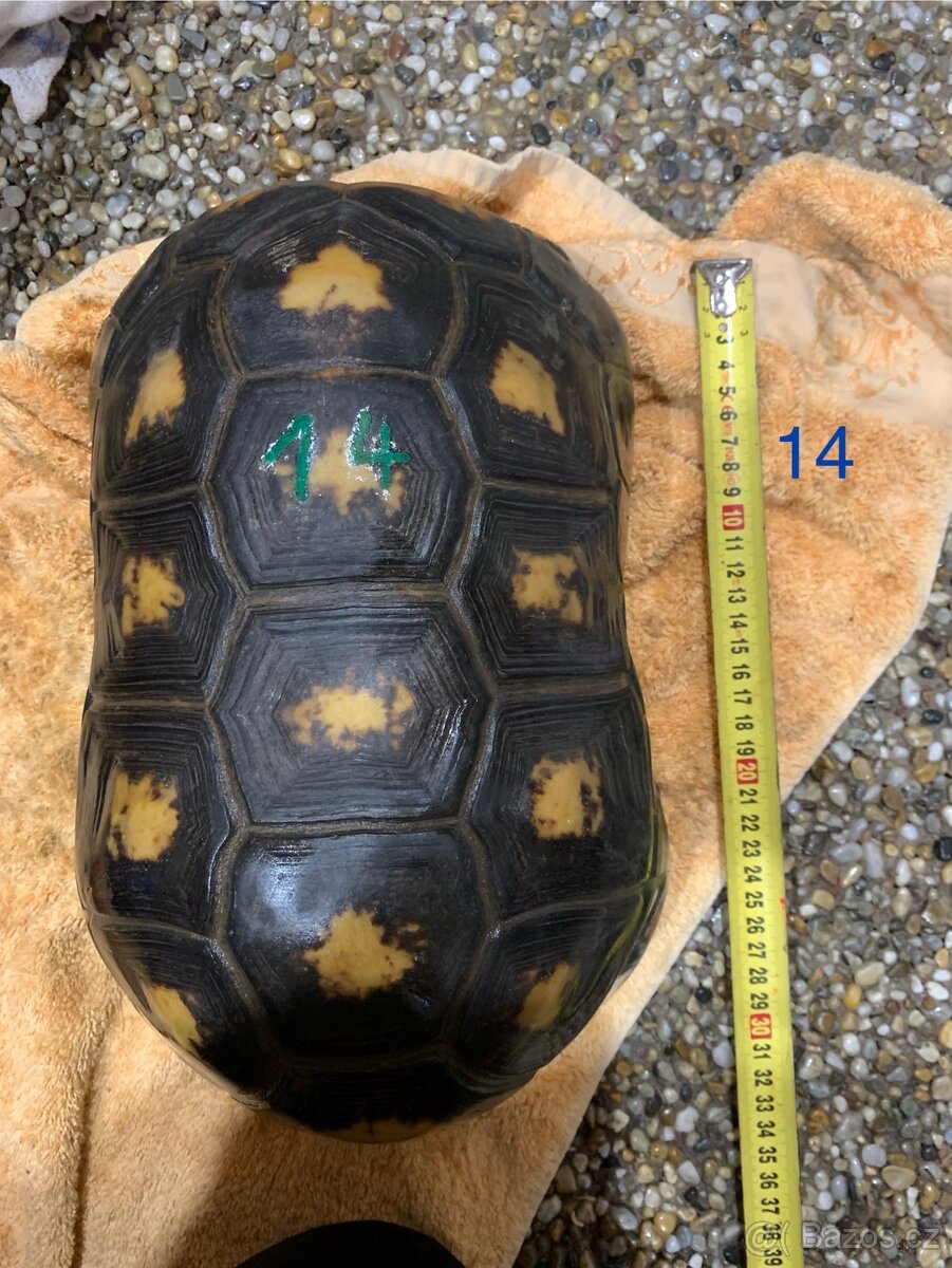 Suchozemská želva uhlířská