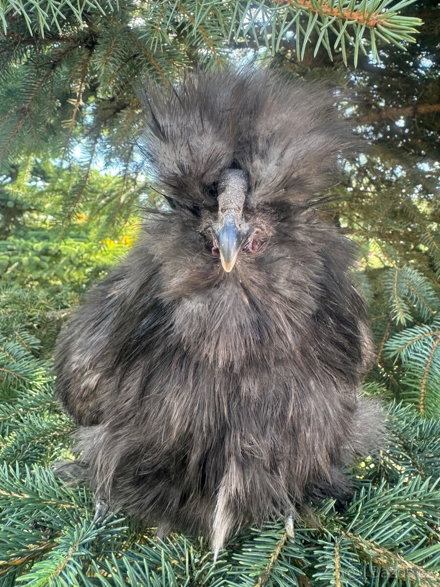 Hedvabnička velká vousatá