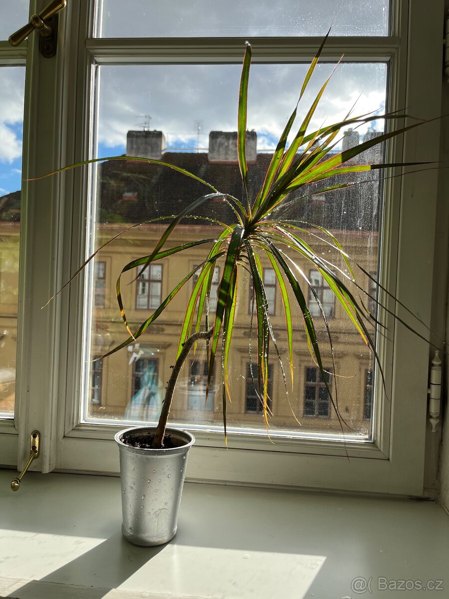 Dracena Marginata - 50 cm