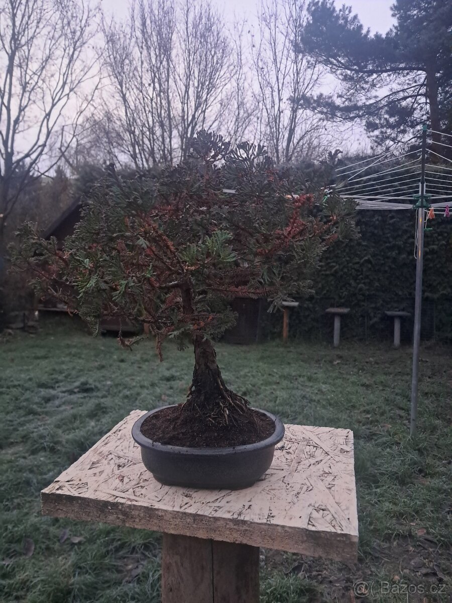Bonsaj,bonsai Cypřiš
