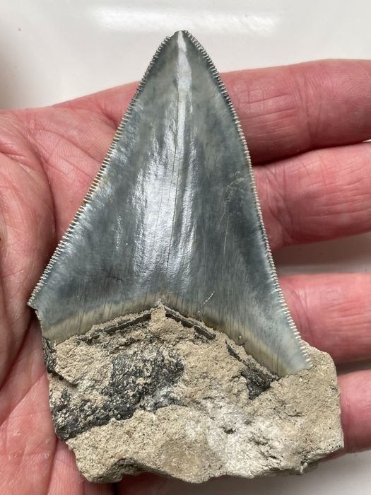 Megalodon Žraločí zub Délka 9,9 cm - Carcharodon megalodon