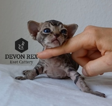 Devon rex