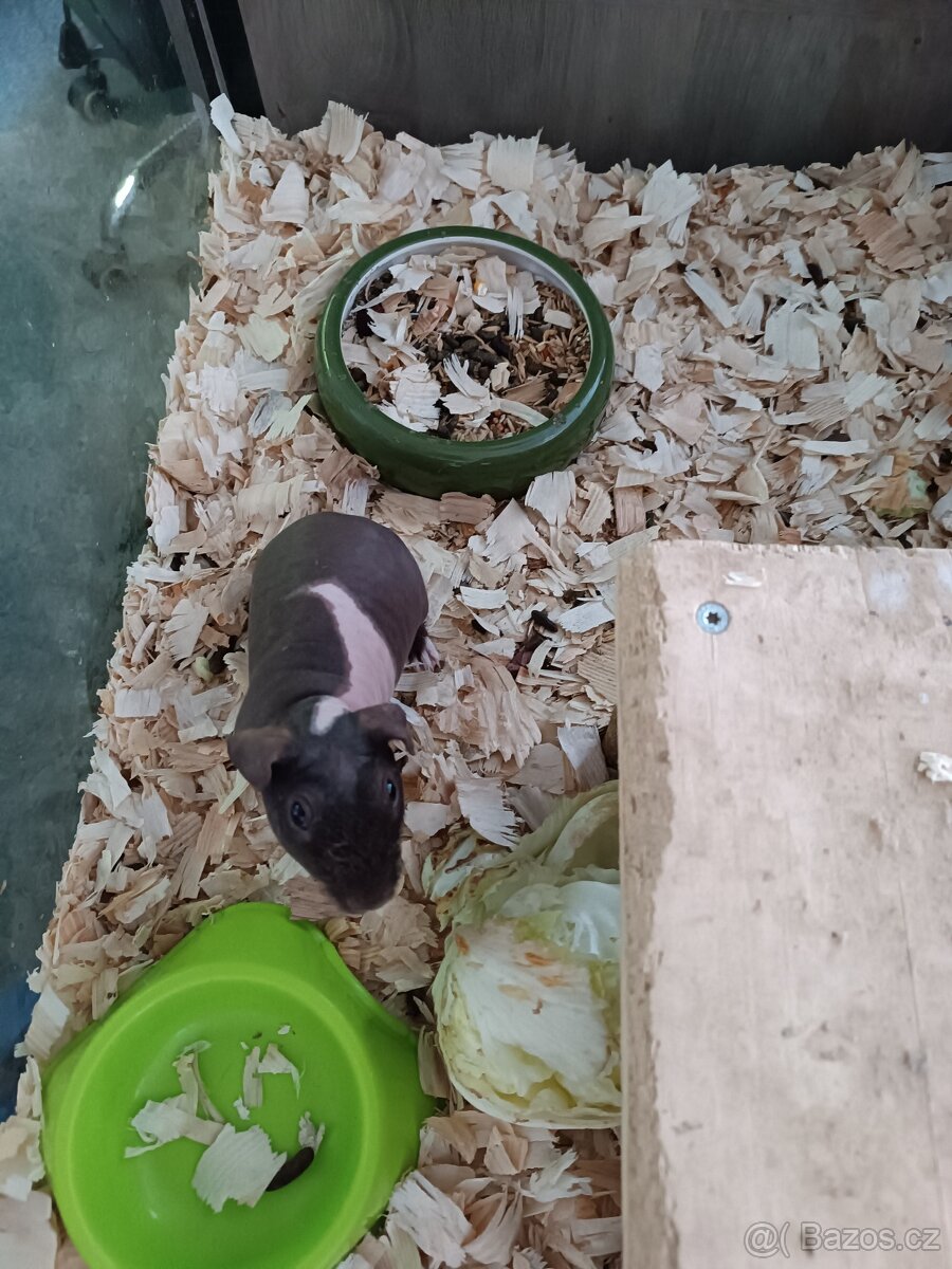 Skinny morčátka