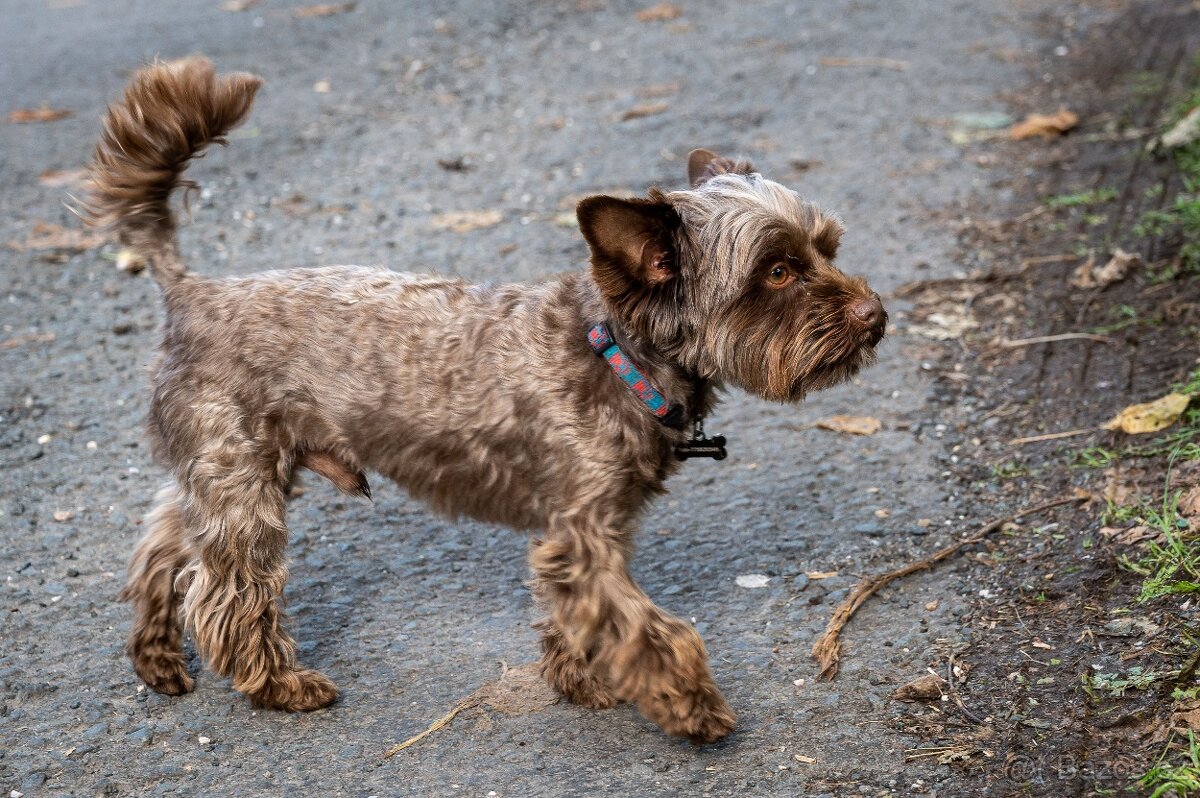 Jorkšírský teriér ke krytí