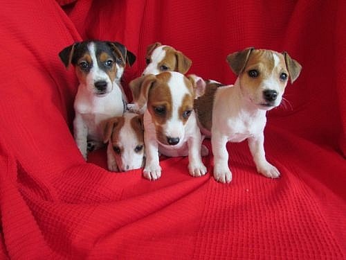 Jack Russell teriér