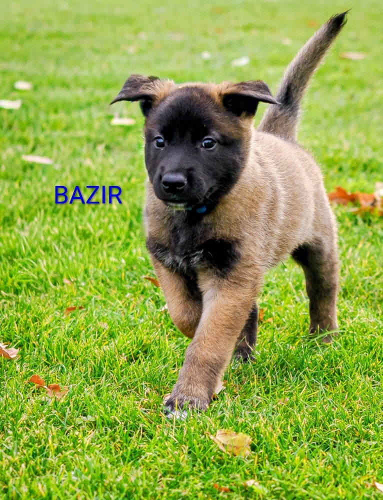 Belgický ovčák malinois PP