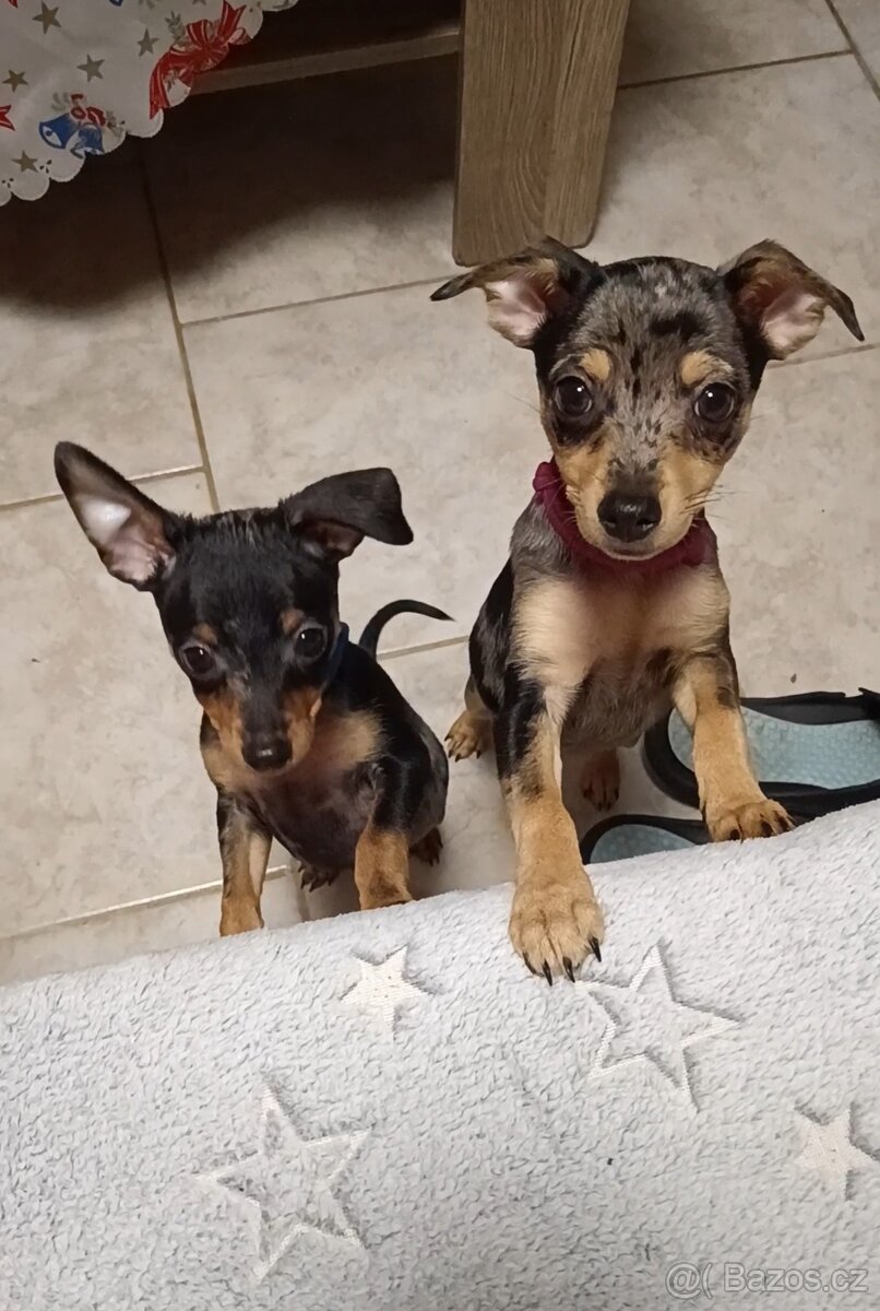 Trpasličí pinč bez PP