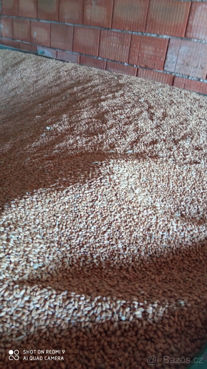 Pšenice dobrá cena