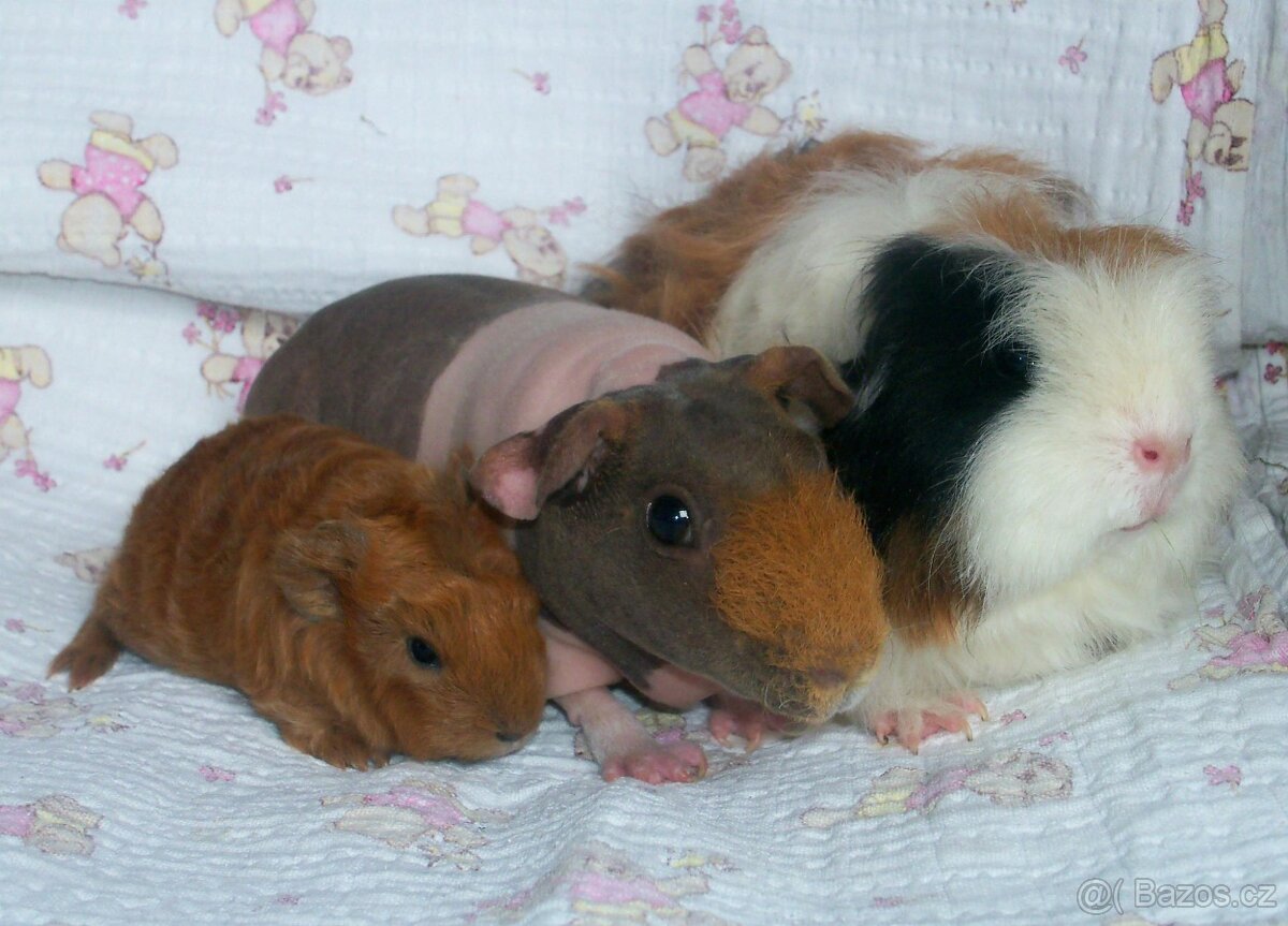 Skinny morčátka - poptávám