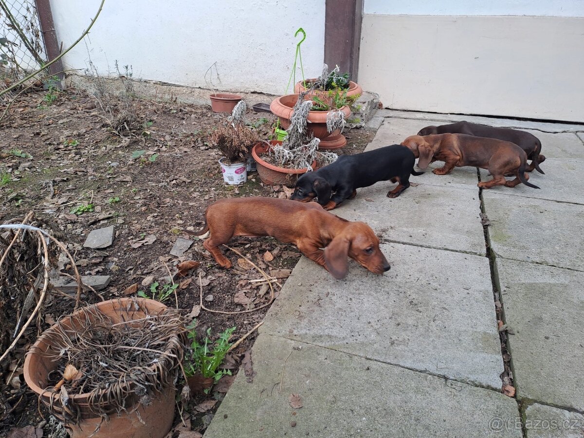 Štěňata jezevčíků